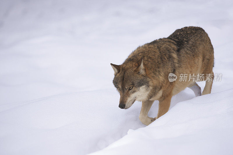 灰狼(Canis lupus)在冬天悄悄地前进